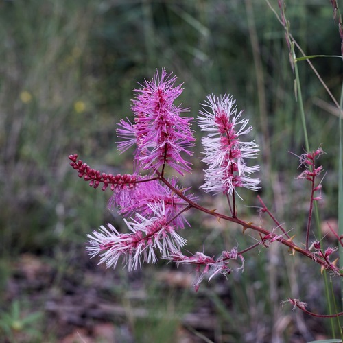 Image of Mimosa dysocarpa by (c) Andrew Tree, some rights reserved (CC BY)