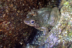 Amolops albispinus