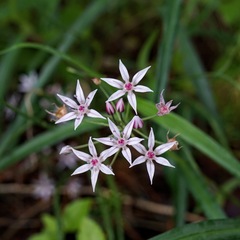 Allium rhizomatum