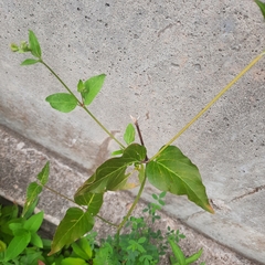 Mirabilis nyctaginea