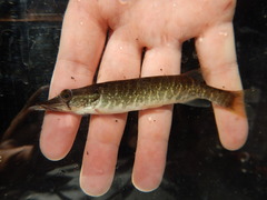 Esox americanus