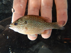 Lepomis marginatus
