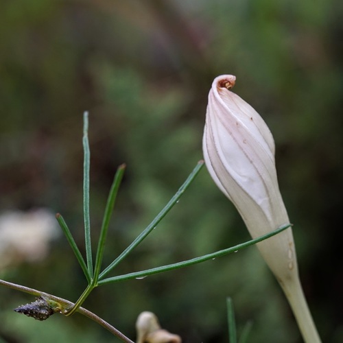 Image of Ipomoea tenuiloba by (c) Andrew Tree, some rights reserved (CC BY)