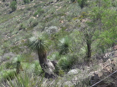 Yucca linearifolia