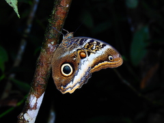 Caligo atreus