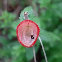 Lamourouxia rhinanthifolia