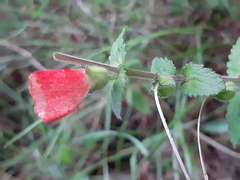 Lamourouxia rhinanthifolia