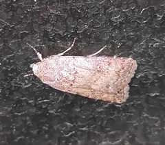 Caradrina clavipalpis