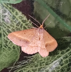 Isturgia arenacearia