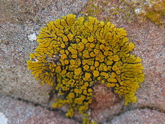 Candelina submexicana