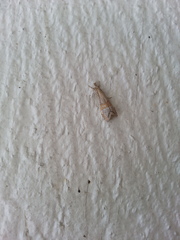 Crambidae