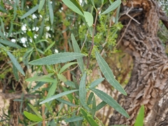 Gymnosporia linearis lanceolata