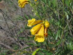 Tecoma stans