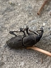 Sphenophorus parvulus