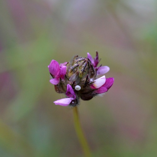 Image of Dalea filiformis by (c) Andrew Tree, some rights reserved (CC BY)