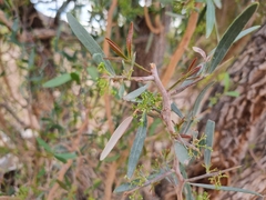 Gymnosporia linearis lanceolata