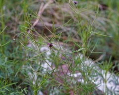 Dalea filiformis
