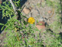 Vachellia pacensis