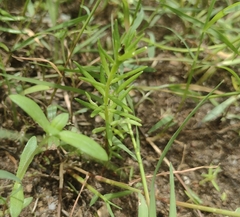 Portulaca grandiflora