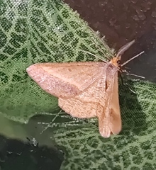 Isturgia arenacearia