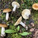 Russula avellaneiceps - Photo no rights reserved, uploaded by andrew_wilson