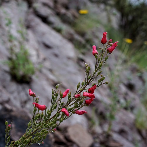 Image of Scrophularia macrantha by (c) Andrew Tree, some rights reserved (CC BY)