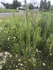 Erysimum hieraciifolium