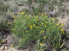 Tecoma stans