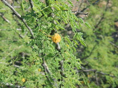 Vachellia pacensis