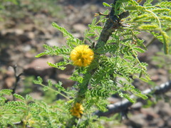 Vachellia pacensis