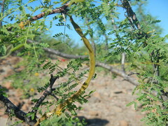 Vachellia pacensis
