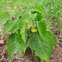 Physalis heterophylla