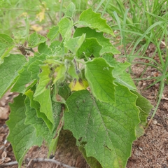 Physalis heterophylla