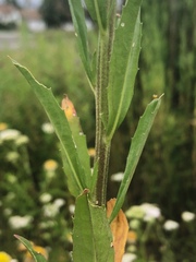 Erysimum hieraciifolium