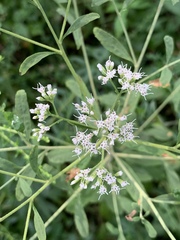 Eupatorium semiserratum
