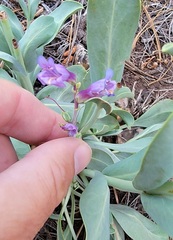 Penstemon pachyphyllus