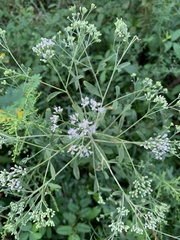 Eupatorium semiserratum