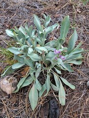 Penstemon pachyphyllus