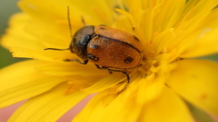 Cryptocephalus rugicollis