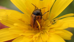 Cryptocephalus rugicollis