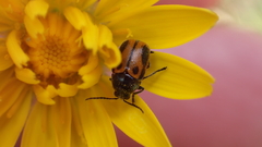 Cryptocephalus rugicollis