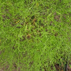 Cycloloma atriplicifolium