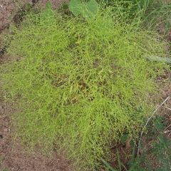 Cycloloma atriplicifolium