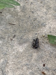 Sphenophorus parvulus