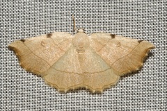 Eilicrinia trinotata