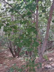 Acer opalus obtusatum