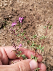 Origanum laevigatum