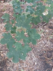 Acer opalus obtusatum