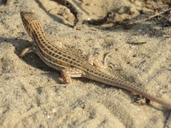 Acanthodactylus