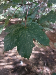 Acer opalus obtusatum